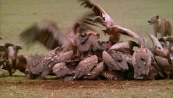 Vultures spar with jackals around a zebra carcass. Stock Footage