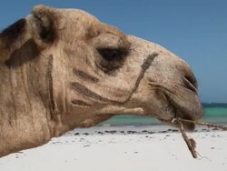 CU TS Camel walking on beach at mombasa coast AUDIO / Mombasa, Coast Province, Kenya Stock Footage