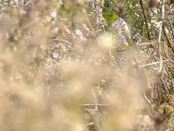 beach flowers Stock Footage
