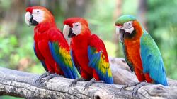 Colorful red parrot macaw Stock Footage