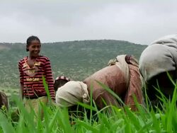 Group of people weeding the crops Stock Footage