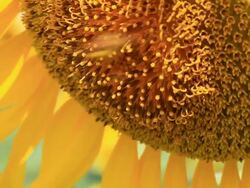 Bee on a sunflower Stock Footage