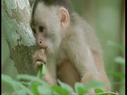 CU White-fronted capuchin monkey eating leaf, darts up tree, South America Stock Footage