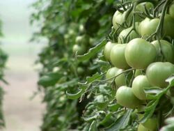 MS Farm of solanum lycopersicum or tomato / Serrig, Rhineland-Palatinate, Germany Stock Footage