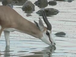 Springbok (Antidorcas marsupialis), Etosha National Park, Namibia Stock Footage
