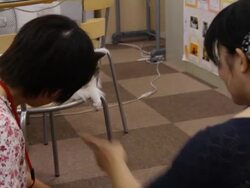 People engage with pet cats at Cat Cafe Stock Footage