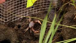 PICK YOUR PASSION WITH CITIZEN SCIENCE Instructional Video