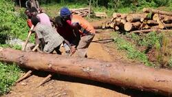 Men moving a log by hand on the Zomba Plateau in malawi, a land that has been heavily deforested to supply timber for making charcoal. Stock Footage