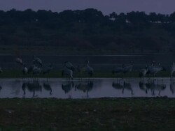 European Cranes (Grus grus) standing in water, drinking and feeding, dawn, Dehesa, Extremadura, Spain Stock Footage