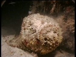 Stonefish feeding on Anchovy school, front view, Mabul, Borneo, Malaysia Stock Footage