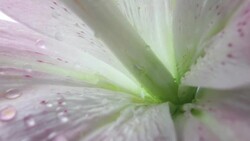 Water droplets fall on Lily Stock Footage