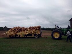 Maryland Tobacco Farm Begins Harvest Stock Footage