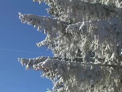 HD: Branches covered in snow. Stock Footage