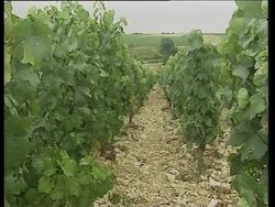 Drought likely to lead to good year for some wines News Clip