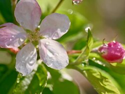 SLO MO Water drops dripping off the apple blossoms Stock Footage