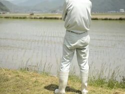 MS TU Shot of Man stands in footpath between rice fields / Toyooka, Hyogo, Japan Stock Footage