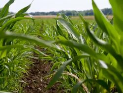 MS DS Corn Plants Stock Footage