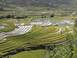 terraced rice field in Tule Village Stock Footage