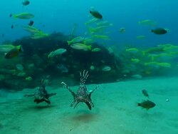 MS Shot of Various fish resting or drifting with surge along rocky outcrop including fire fish and cardinal fish / Matola, Maputo, Mozambique Stock Footage