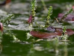 Frog Pond Stock Footage