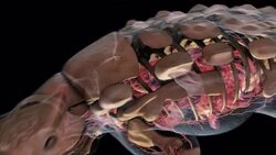 A 3D animation depicts the armor and skeleton of an Ankylosaurus. Stock Footage