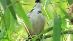 Bird on a branch of tree in wild Stock Footage