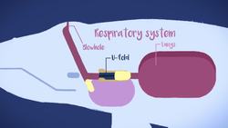 TED-ED: Why do whales sing? - Stephanie Sardelis Instructional Video