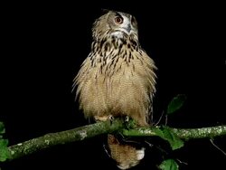 WS View of European Eagle Owl, asio otus, Adult standing on Branch / Calvados, Normandy, France  Stock Footage