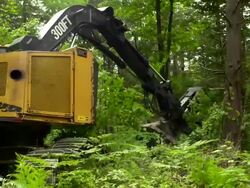 Hand held medium shot of feller buncher sawing, grabbing, and moving trees. Stock Footage