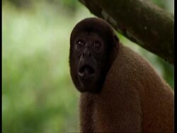 CU Woolly monkey eating, South America Stock Footage