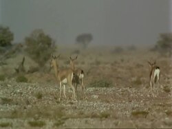 WA Arabian gazelles, Gazella arabica, running away from camera, Jiddat al Harasis desert, Oman Stock Footage