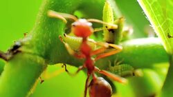 Red Ants Herds a Farm of Aphids Stock Footage