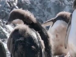CU PAN Shot of Adelie Penguin (Pygoscelis adeliae) small group of adolescent chicks with feathers on slanting hill / Antarctica Stock Footage