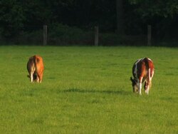 PAL:Cattle Stock Footage