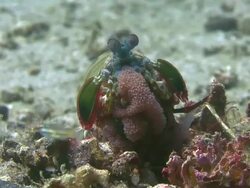 Peacock Mantis Shrimp Stock Footage
