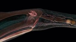 A computer-generated anatomical model features the muscle fibers of a flying Quetzalcoatlus. Stock Footage