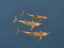 MS Rough toothed dolphins / Hawaii, United States Stock Footage