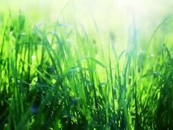 Grass in sunrise Stock Footage