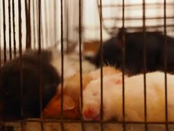 Blind baby rats in cage in street market Stock Footage