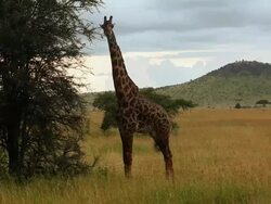 Maasai Giraffe, Tanzania Stock Footage