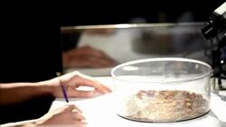 CLEAN : Spiders Alive on display in New York News Clip