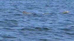 Virus kills almost 200 Guiana dolphins off Brazilian coast News Clip