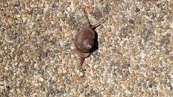 Snail walking on the surface of the pavement. Stock Footage