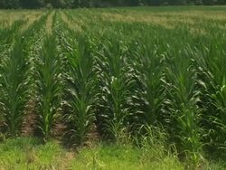 Corn Field Stock Footage