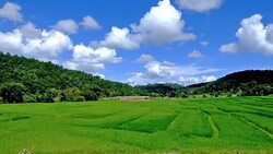 Terraced rice field on Mountain, Pa Pong Piang village, Chiang mai Province, Northern of Thailand Stock Footage