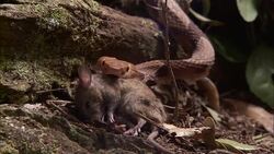 A snake picks up a mouse carcass. Stock Footage