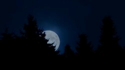 Timelapse of moon rises behind trees Stock Footage
