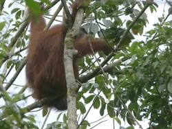 MS Orang utan mother and child eating / Bukit Lawang, North Sumatra, Indonesia Stock Footage