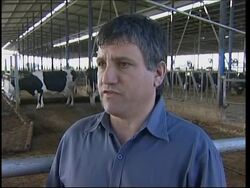 Cows are fitted with electronic tags to monitor them for sickness News Clip