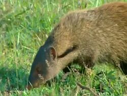 CU Head shot Striped-necked mongoose (Herpestes vitticollis) sniffing/foraging in grass Stock Footage